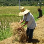 A farmer surrounded by rice straw after harvest